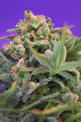 Sweet Cheese F1 Fast Version (Sweet Seeds)