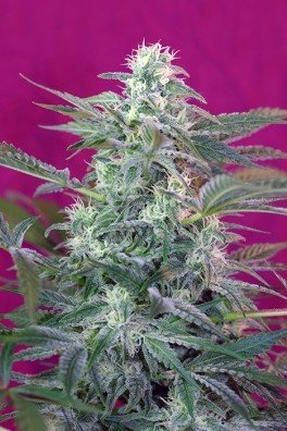 Big Foot (Sweet Seeds)