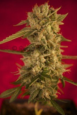 Blackdance (Reggae Seeds)