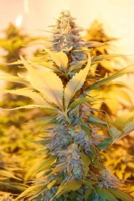 Rockbud (Soma Seeds)