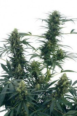 Guerrilla's Gusto (Sensi Seeds)