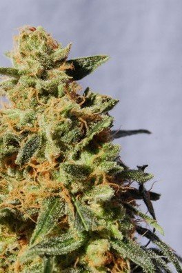 White Domina (Kannabia)