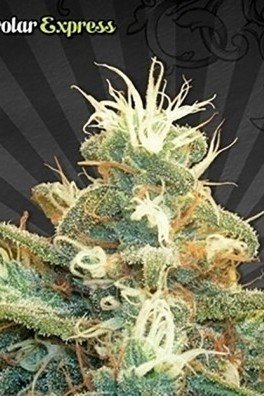 Polar Express (Auto Seeds)