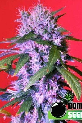 Berry Bomb (Bomb Seeds)