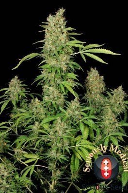 CBD-Chronic (Serious Seeds)