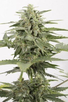 Industrial Plant Autoflowering CBD (Dinafem)