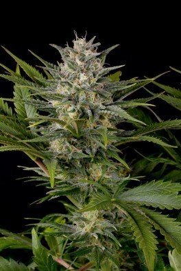 Pineapple Skunk (Humboldt Seeds)