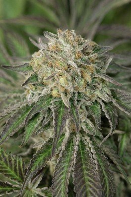 Amherst Sour Diesel (Humboldt Seeds)