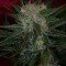 Agent Orange (TGA Subcool Seeds)