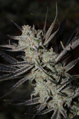 Chernobyl (TGA Subcool Seeds)