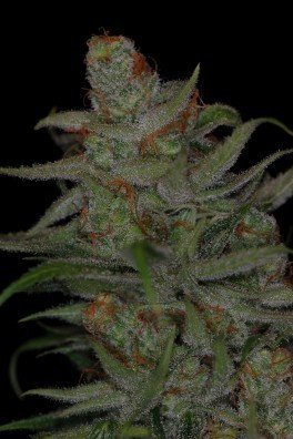 Jack Skellington (TGA Subcool Seeds)