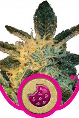 Royal Cookies (Royal Queen Seeds)