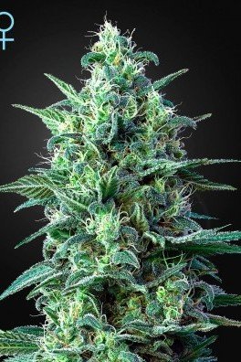 White Widow Auto CBD (Greenhouse Seeds)