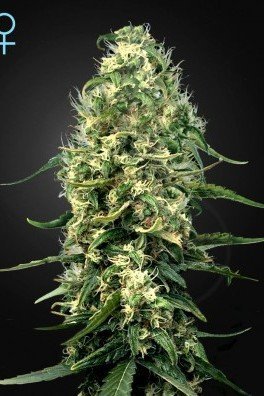 Super Silver Haze CBD (Greenhouse Seeds)