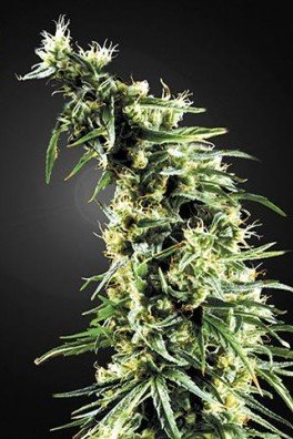 Hawaiian Snow (Greenhouse Seeds)