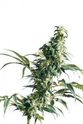 Mexican Sativa (Sensi Seeds)