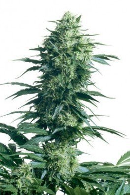 Mother's Finest (Sensi Seeds)