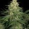 Allkush (Paradise Seeds)