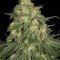 Allkush (Paradise Seeds)