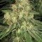 Allkush (Paradise Seeds)