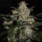 Auto Whiteberry (Paradise Seeds)