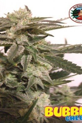 Bubble Cheese (Big Buddha Seeds)