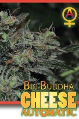 Big Buddha Cheese Automatic (Big Buddha Seeds)