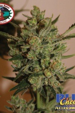 Blue Cheese Automatic (Big Buddha Seeds)