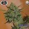 Blue Cheese Automatic (Big Buddha Seeds)