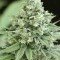 Casey Jones (Devil's Harvest Seeds)