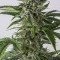 Bubba Kush Autoflowering (Dinafem)