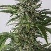 Bubba Kush Autoflowering (Dinafem)