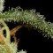 Cheese Autoflowering (Dinafem)