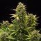 Original Amnesia Autoflowering (Dinafem)