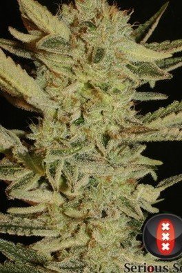 Bubble Gum (Serious Seeds)