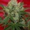 Agent Orange (TGA Subcool Seeds)