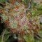 Brian Berry Cough (TGA Subcool Seeds)