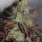 Conspiracy Kush (TGA Subcool Seeds)