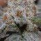 Conspiracy Kush (TGA Subcool Seeds)