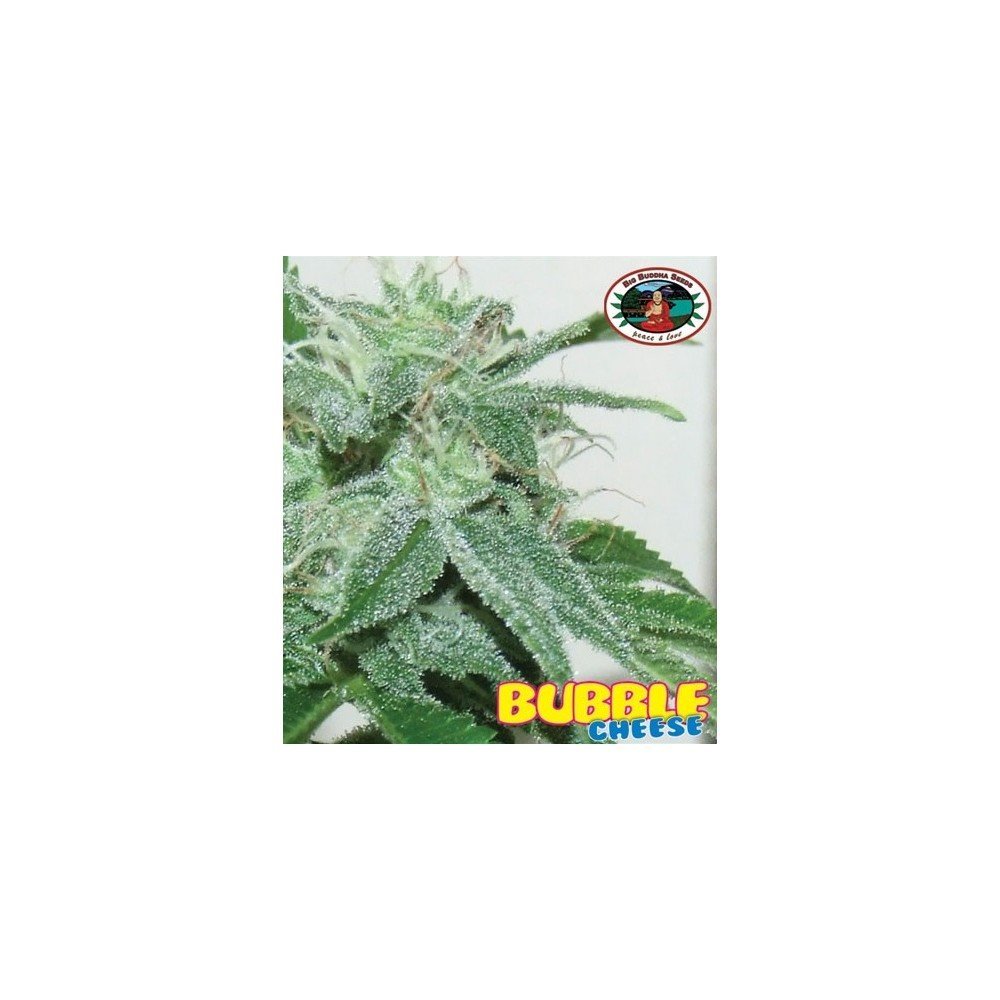 Bubble Cheese (Big Buddha Seeds) Zativo