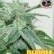 Bubble Cheese (Big Buddha Seeds)