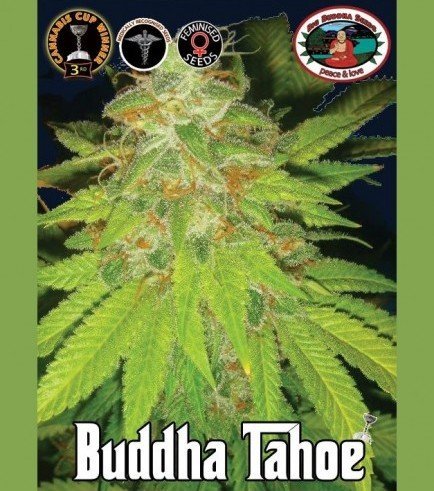 Buddha Tahoe (Big Buddha Seeds)