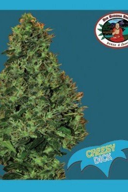 Cheesy Dick (Big Buddha Seeds)