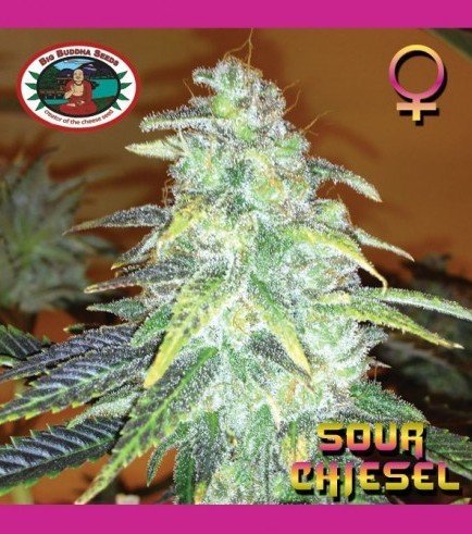 Sour Chiesel (Big Buddha Seeds)