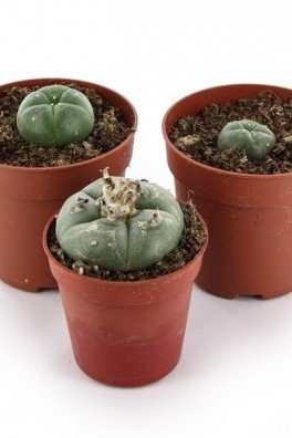 Lophophora williamsii (Peyote), 1-2 cm