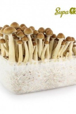 Paddo kweekset Cubensis 'Golden Teacher'