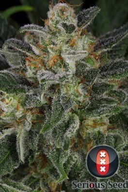 Serious Kush (Serious Seeds)