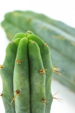 Bolivian Torch Cactus