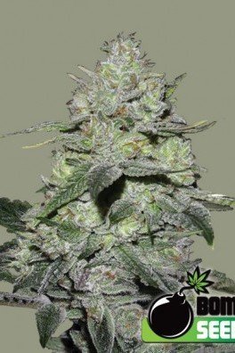 Gorilla Bomb (Bomb Seeds)