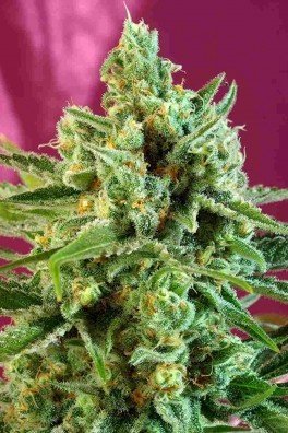 S.A.D. Sweet Afgani Delicious CBD (Sweet Seeds)